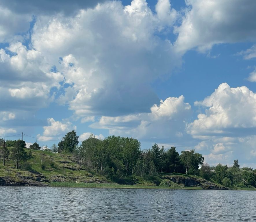Берег и сосны